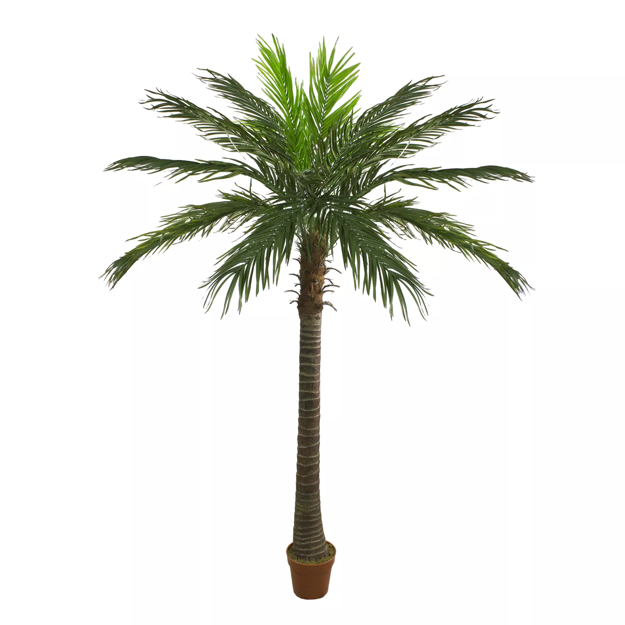 70" Green and Brown Potted Artificial Phoenix Palm Tree