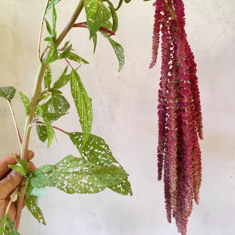 Amaranth 'Red Cascade' Seeds