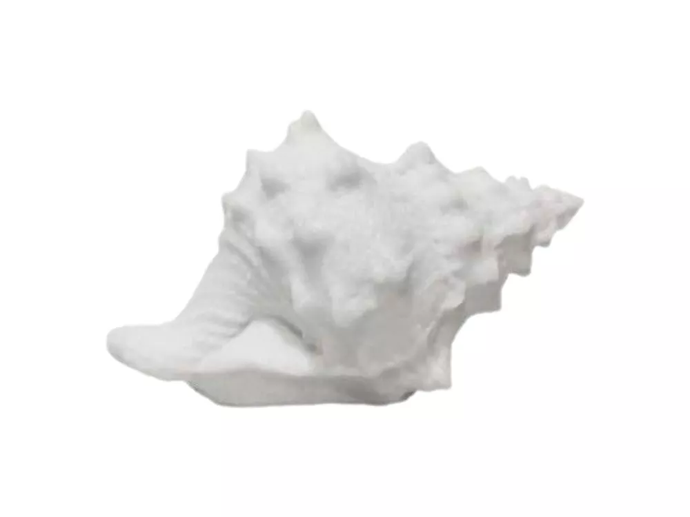 Conch Shell Night Light Battery Operated Beach Table Lamp Warm White