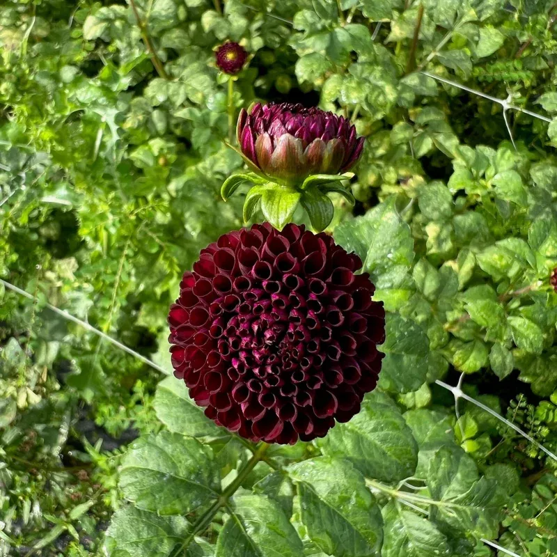 Dahlia Tuber || Rocco