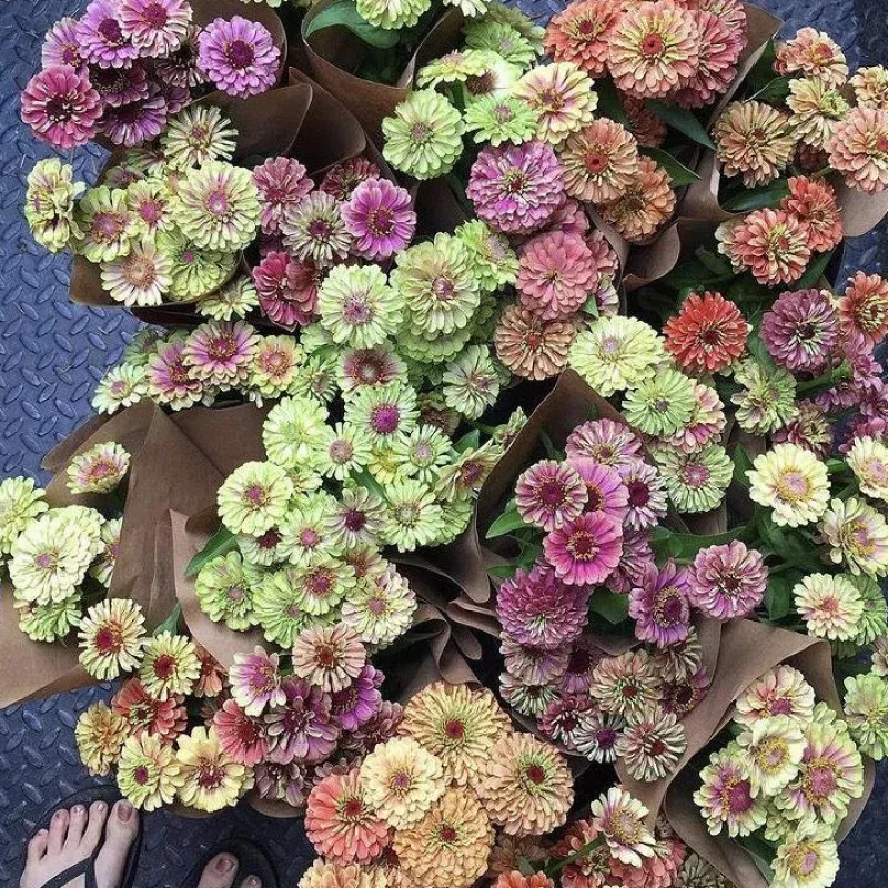 Zinnia 'Queeny Mix' Seeds